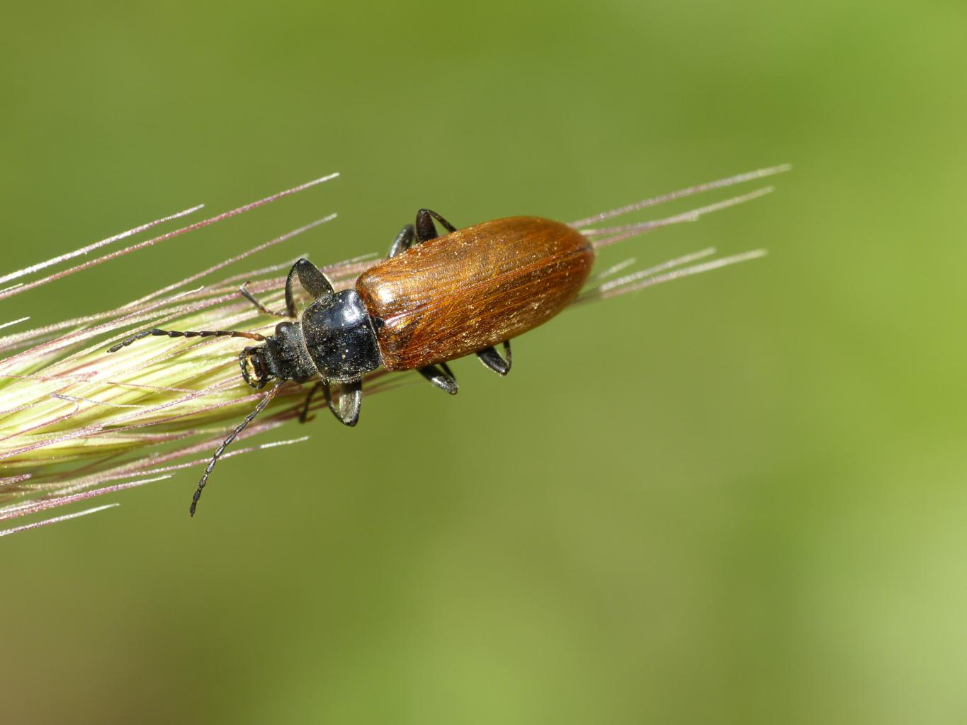 Omophlus cfr lepturoides